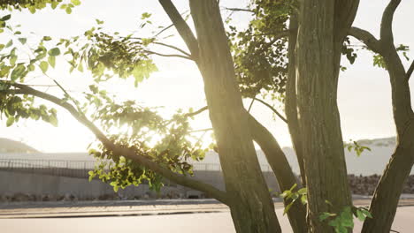 amanecer a través de las ramas de los árboles en un entorno urbano