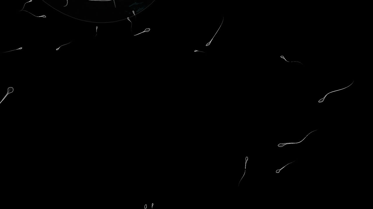 움직이는 난자가 정자에 의해 수정되고 있습니다.