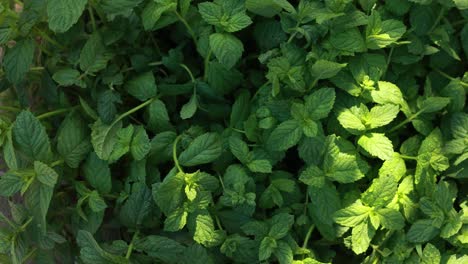 fresh mint leaves