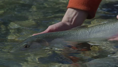 man releasing bull trout into a river after being caught in slow motion 4k footage