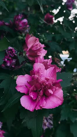 close-up of vibrant pink hibiscus flowers