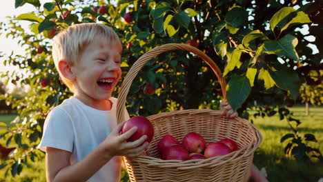 happy boys apple picking in an orchard