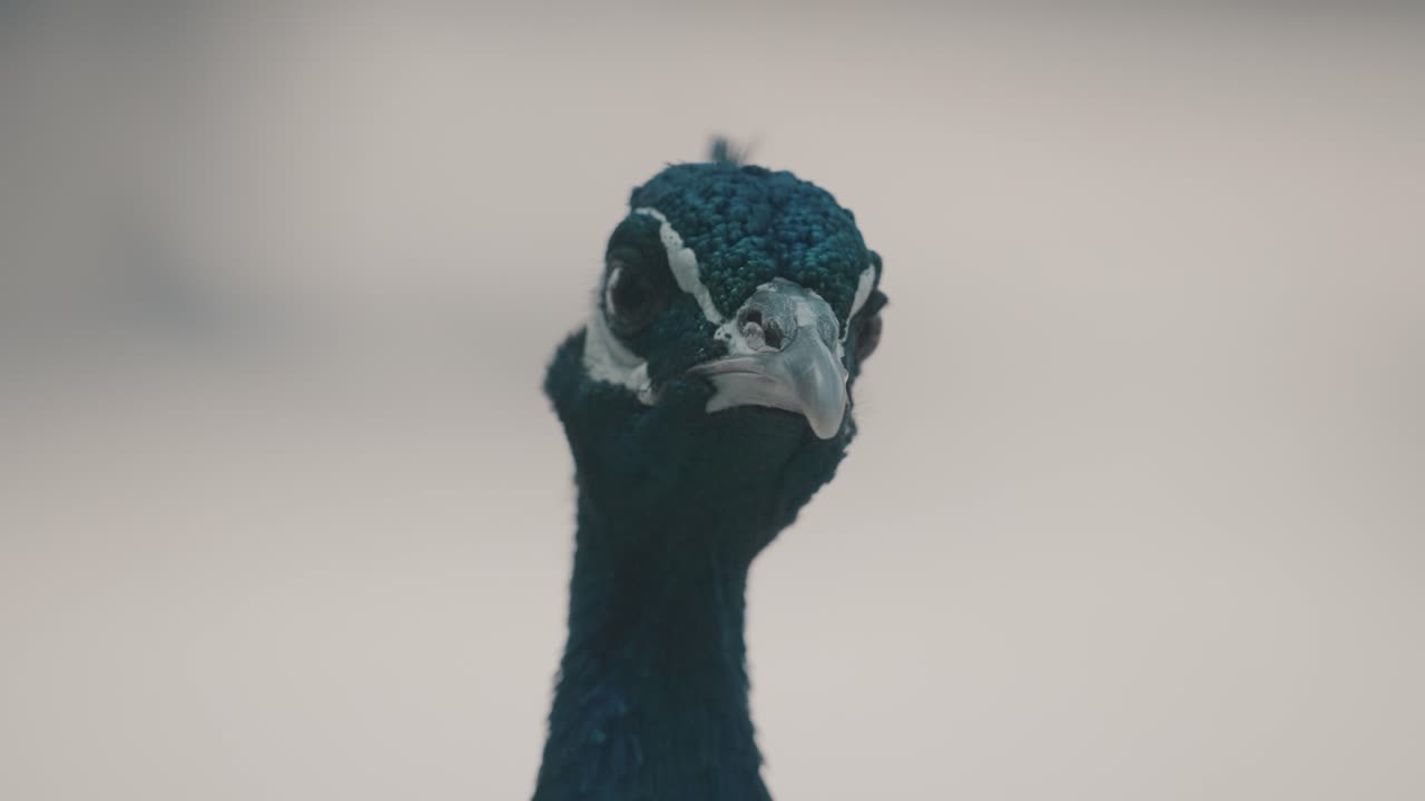 tiro macro que muestra la cabeza de pavo pavo real al aire libre en el desierto, efecto bokeh