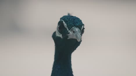 macro shot showing head of pavo peacock outdoors in wilderness, bokeh effect