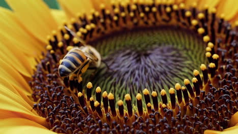 close-up of a bee on a sunflower