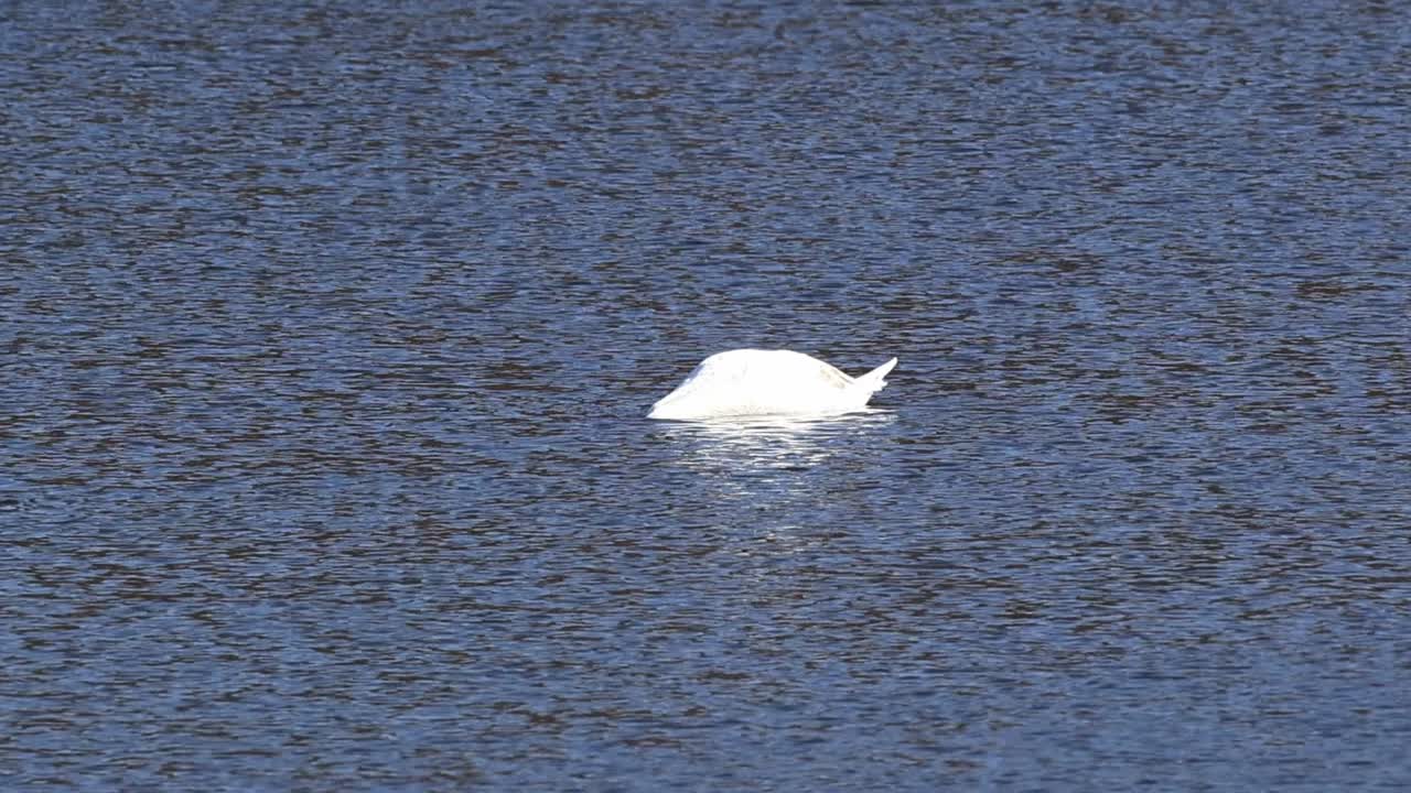 Cisne-branco flutuando graciosamente na superfície ondulada de um lago.