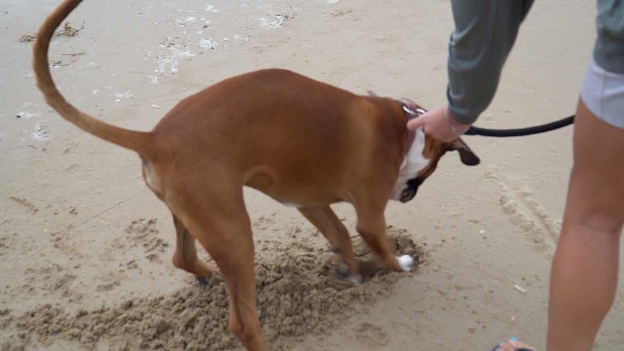 el perro boxeador desatado cavando profundamente en la arena de la playa jugando alegremente