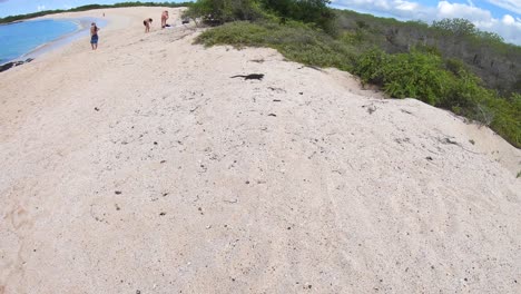 on a white sand beach a small galapagos iguana is resting. he is surrounded by green plants