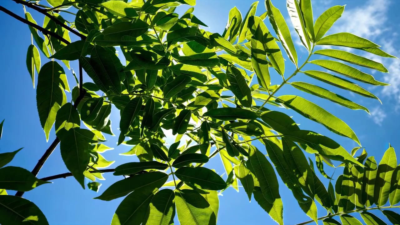 Hojas verdes meciéndose a la luz del sol contra un cielo azul