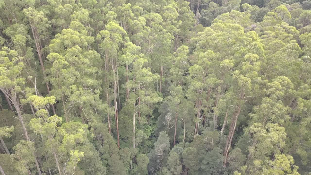 drone arial de cascada entre árboles y helechos en un bosque tropical australiano