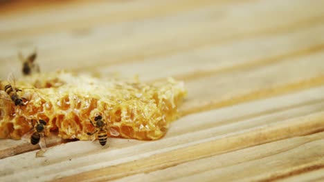 bees on a piece of fresh honeycomb