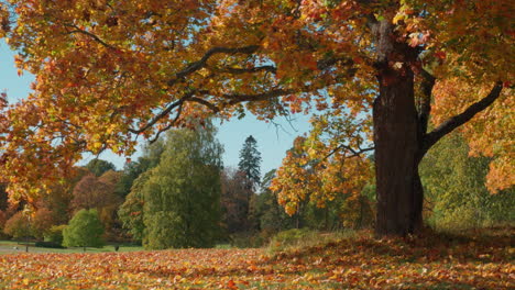 Colorful-autumn-foliage-in-a-park-with-old-maple-trees-on-a-sunny-day---Helsinki,-Finland