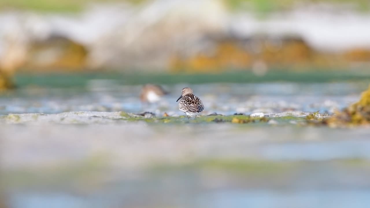 Cinematic wildlife footage of a Little Stint (Calidris minuta) feeding at sunrise on a tidal flat in a western Norwegian fjord, captured in golden hour light