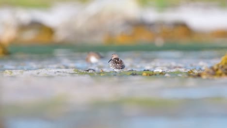 cinematic wildlife footage of a little stint (calidris minuta) feeding at sunrise on a tidal flat in a western norwegian fjord, captured in golden hour light