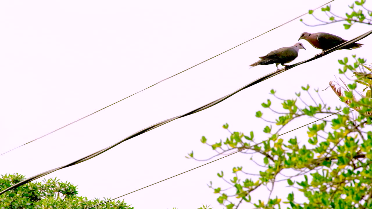 Red-eye doves flapping wings fighting over territory on electrical wire, tele