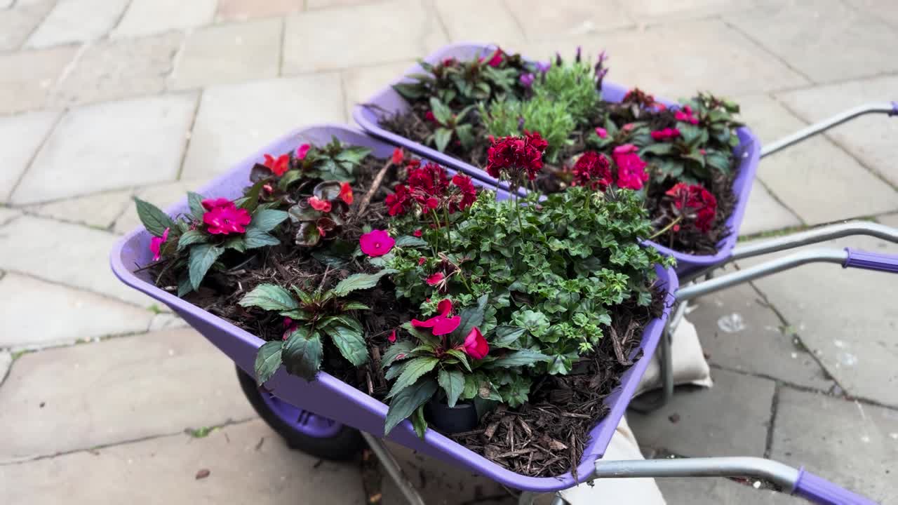 Plant Flowers on Purple Wagon Decor Display