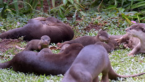 a group of black smooth coated otters with their newborn pups on the grass grooming - slow motion