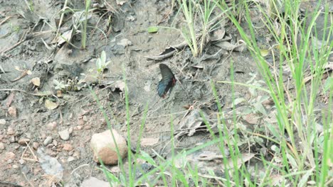 Schmetterling-Flattert-Auf-Dem-Boden-Und-Gras-Erwärmt-Seine-Flügel