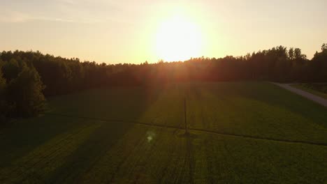 agriculture field with crops during golden sunset, low altitude drone flying and ascend