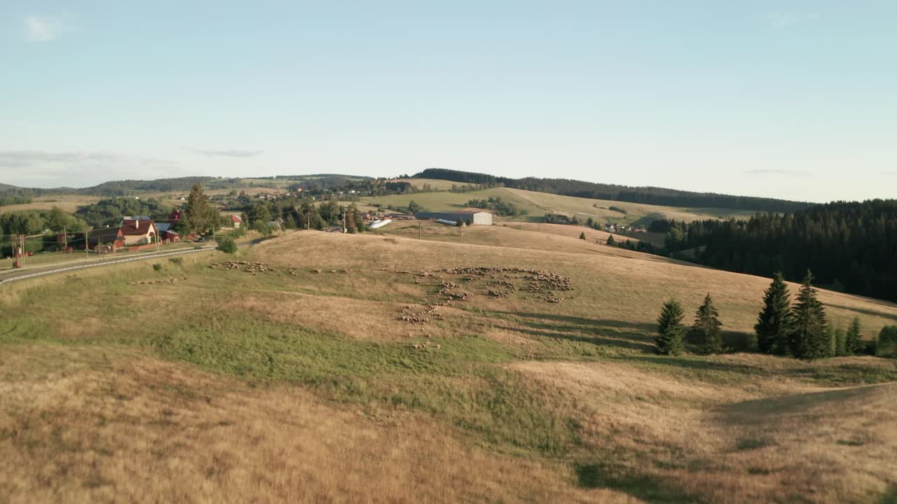 Luchtfoto met inzoom van een kudde schapen op droog weiland