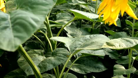 growing sunflower, helianthus annuus. green leaves of sunflowers on agricultural field.