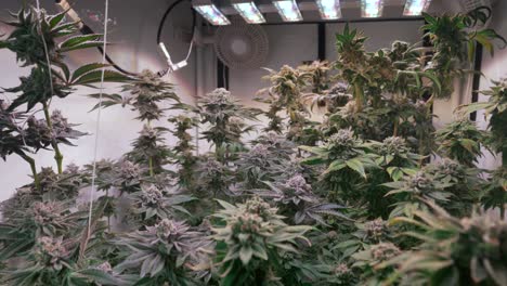 Shot-of-a-cannabis-plants-growing-in-a-grow-tent-during-flowering-stage