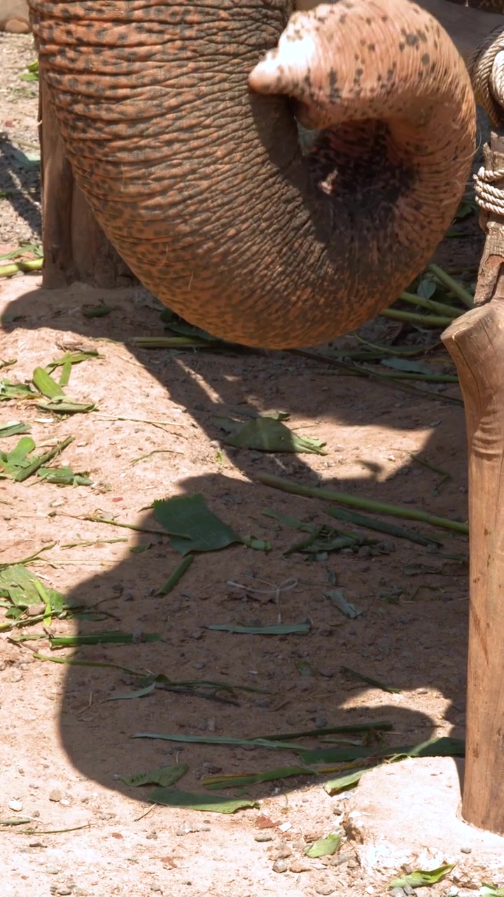 Primo piano di una proboscide di elefante che cerca cibo sul terreno sterrato alla luce del sole