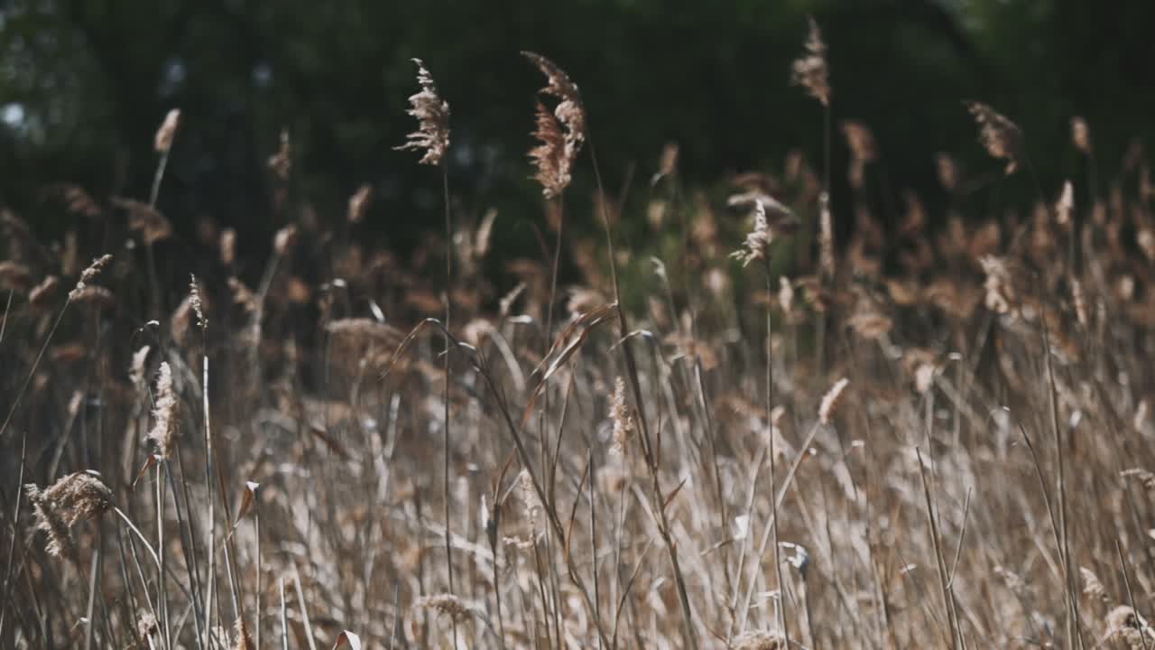 헝가리 벨렌스 호수 근처의 일부 웅덩이 위의 평범하고 일반적인 갈대 싹