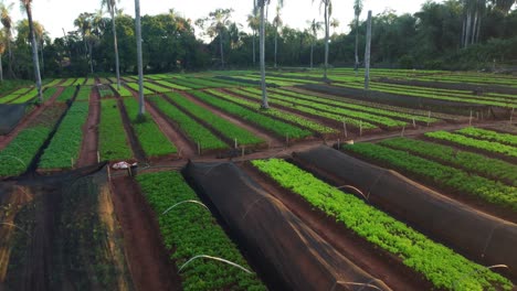 overtake shot of organic vegetable plantation in ita city, green landscape, paraguay