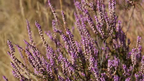 Lila-Heidekraut-Wildpflanze-Wiegt-Sich-Im-Wind