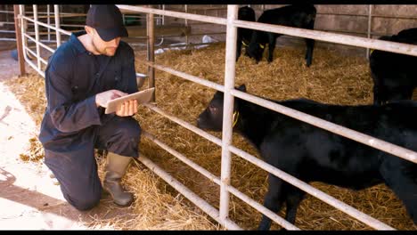 cattle farmer using digital tablet