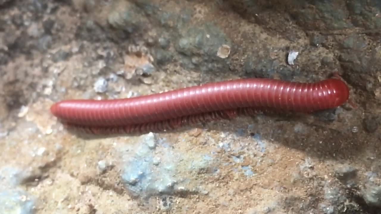 백발동물 비디오