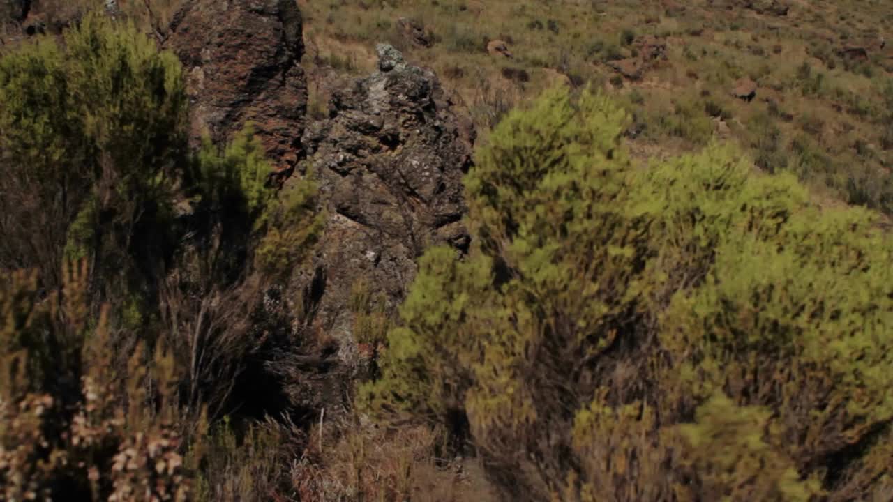 inclinar hasta el kilimanjaro desde la llanura