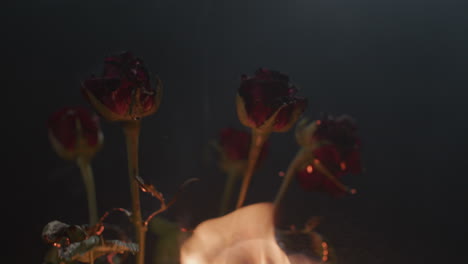 roses in flames