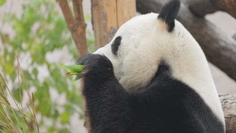 Giant-panda-(Ailuropoda-melanoleuca)-also-known-as-the-panda-bear-or-simply-the-panda,-is-a-bear-native-to-south-central-China.