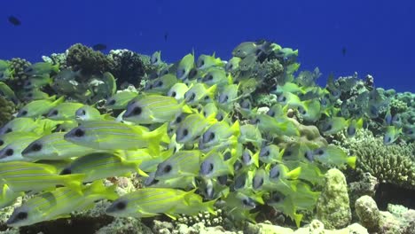 shoal of bluestriped snapper swimming over tropical coral reef