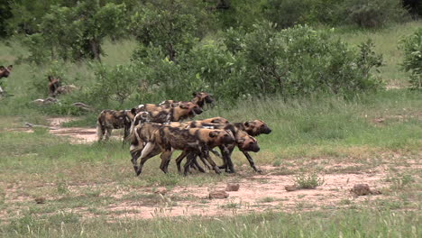 pack of african wild dogs walk on green grass in bushland, follow pan