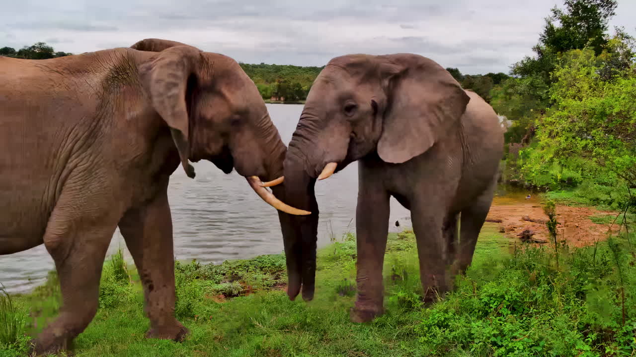 Dois elefantes africanos brincando perto da margem de um rio na natureza selvagem.
