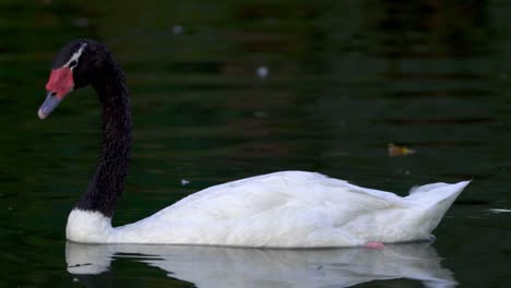 an adult black-necked swan swimming across a pond while curiously looking around searching for food