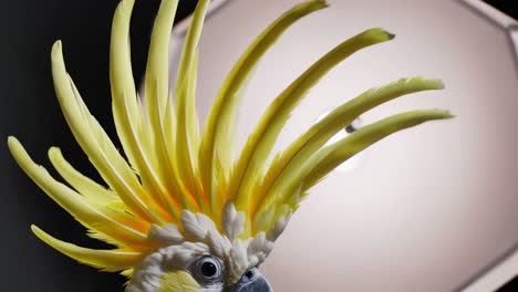 close-up of a cockatoo