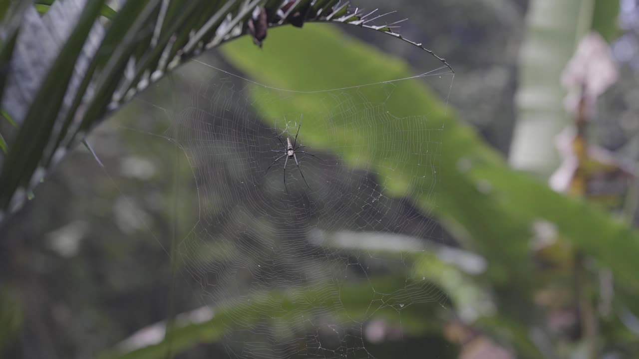 Close up spider in Bali