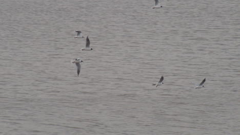 Bandada-De-Pájaros-Volando-Sobre-El-Río-En-Cámara-Lenta