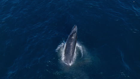 la ballena jorobada en el océano