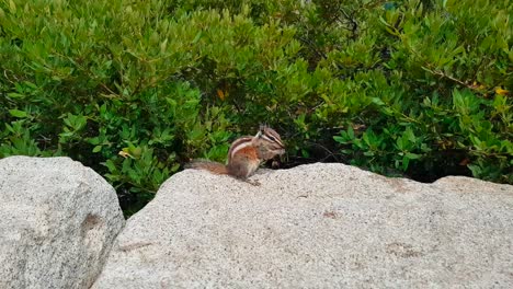 tiro de cardán de ardilla listada sentada en una roca y comiendo una nuez con plantas en el fondo en el parque nacional de yosemite en california, estados unidos