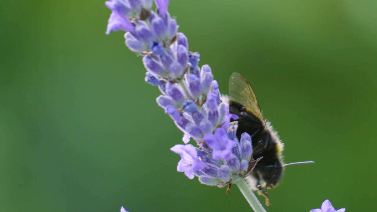 Side View of Bumble Bee Crawling on Lavender Plant Ready to Pollinate in UK.