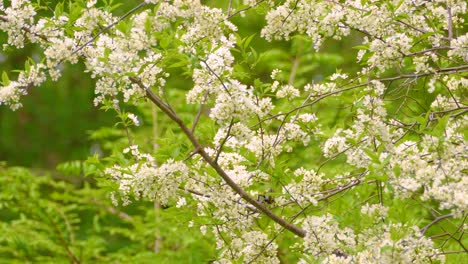 small bird on branch of white blossoms
