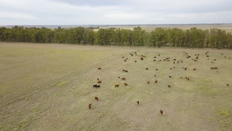 herd grazing on vast prairie - aerial panoramic