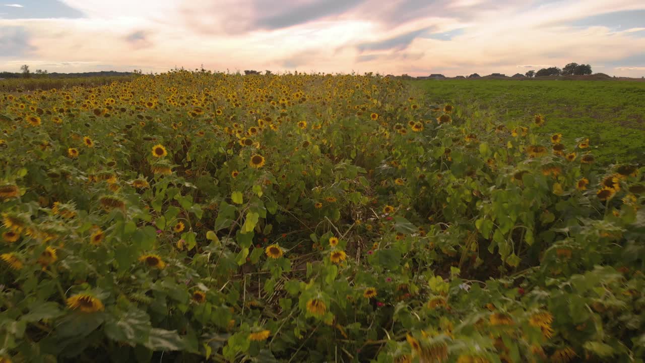 puestas de sol de girasol