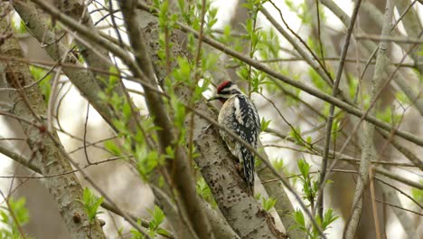 pájaro carpintero peludo buscando alimento y cazando insectos en el árbol, en tiempo real