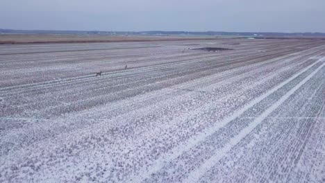 Vogelperspektive-Aus-Der-Vogelperspektive-Auf-Die-Ferne-Europäische-Rehgruppe,-Die-Auf-Dem-Schneebedeckten-Landwirtschaftlichen-Feld-Läuft,-Bewölkter-Wintertag,-Weitwinkel-Drohnenschuss,-Der-Sich-Vorwärts-Bewegt